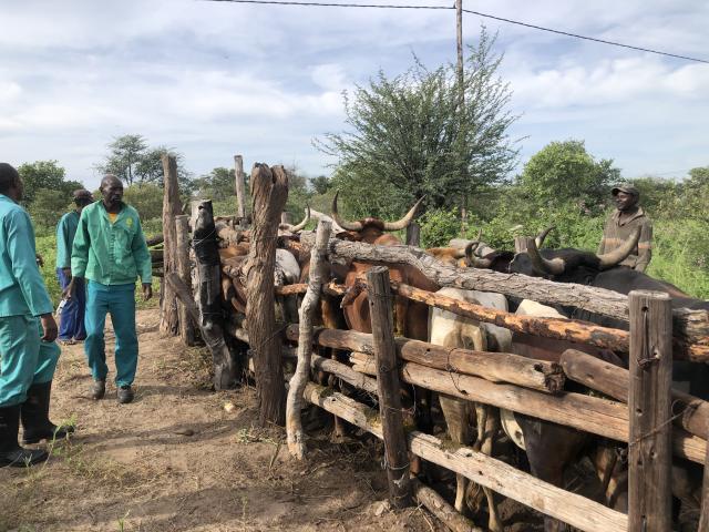 NKURENKURU, 19 February 2025- The cattle that are being vaccinated at Gcaruhwa village in Musese Constituency.
(photo by: Lylie Joel)
NAMPA