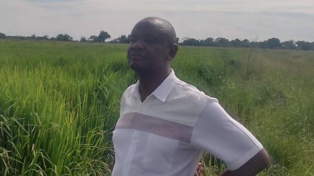 KATIMA MULILO, 21 February 2025 – Patrick Kompeli is the Project Manager at the Kalimbeza Rice Project in the Zambezi Region.
(Photo by: Michael Mutonga Liswaniso) NAMPA
