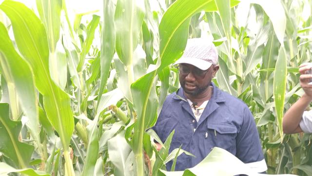 ETUNDA, 28 February 2025 - Etunda Acting Farm Manager Sackey Shilyomunhu during a field visit on Friday. (Photo by: Maria David) NAMPA