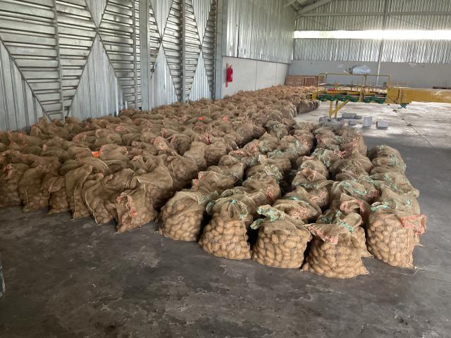 RUNDU, 24 February 2025 - Potato seeds which are currently being treated before planting takes place at the Sikondo Green Scheme in the Kavango West Region. (Photo by: Sawi Hausiku) NAMPA 