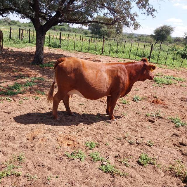 EPUKIRO, 17 March 2025 - Farmers  livestock support programme subsidy claims extended (Photo:Contributed) NAMPA 