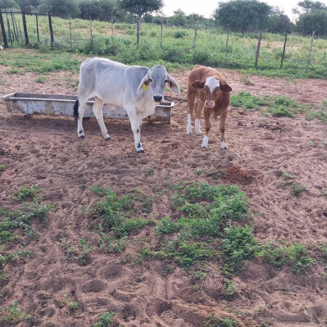 EPUKIRO, 17 March 2025 - Farmers  livestock support programme subsidy claims extended (Photo:Contributed) NAMPA 