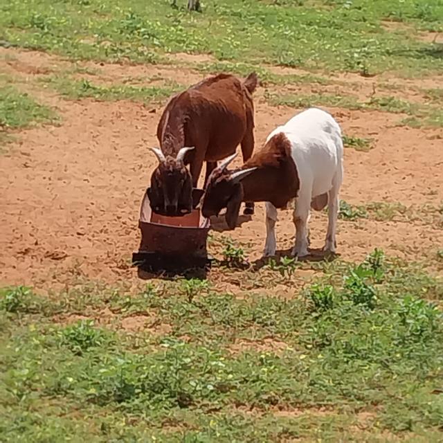 EPUKIRO, 17 March 2025 - Farmers  livestock support programme subsidy claims extended (Photo:Contributed) NAMPA 