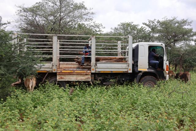 OKAKARARA, 18 March 2025 - A truck of the National Youth Service (NYS) loads on Tuesday poles from an identified illegal fence in a communal land of Ohamuheke in the Okakarara Constituency. (Photo by: Mulisa Simiyasa) NAMPA