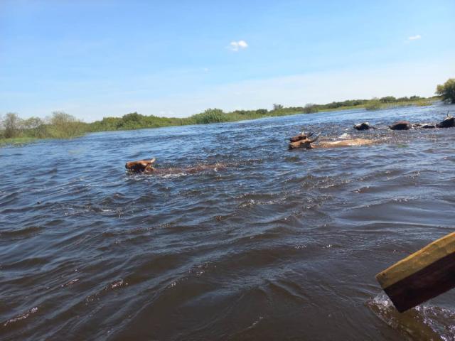 KATIMA MULILO, 21 March 2025 - Some cattle crossing the Kasaya channel of the Zambezi River which former Constituency Councilor for Kabbe, Raphael Mbala has described as having reached its deeper levels than before.
(Photo: Contributed)
