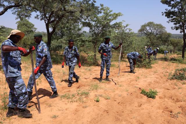 TSUMKWE, 24 March 2025 - Members of the National Youth Service (NYS) remove an illegal fence erected on communal land in Tsumkwe West in the Otjozondjupa Region on Monday. (Photo by: Mulisa Simiyasa) NAMPA