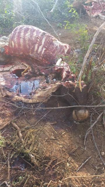 OUTJO, 03 APRIL 2025 - A carcass of a stolen cattle in the Outjo district (Photo: Contributed) NAMPA
