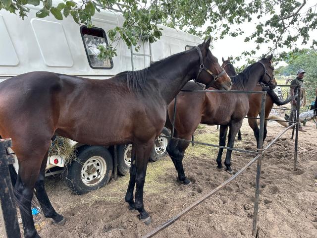 GOBABIS, 30 April 2025 - African Horse Sickness flourishing in the country (Photo: Contributed) NAMPA 