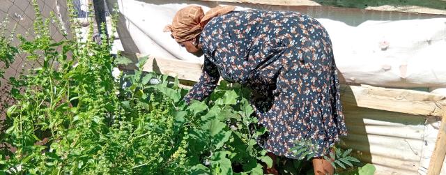 MARIENTAL, 09 May 2025 (NAMPA) - Maria Boois, the chairperson of Taradi! Hana Xabadi backyard gardening organisation, tends to her vegetable garden in Mariental. (Photo by: Charmaine Boois) NAMPA