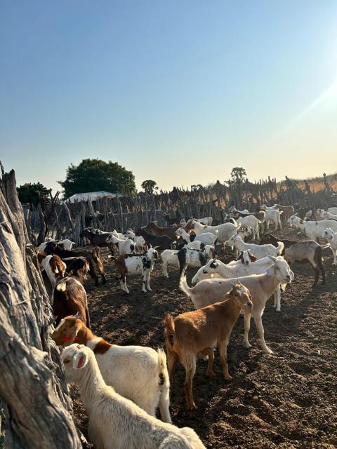 OMAKANGE, 20 November2024 - Farmers in the Kunene region are participating in a workshop aimed at equipping them with strategies to prepare for dry seasons, especially following the heavy rainfall experienced across the country this year. (Photo: Contributed)