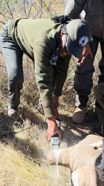 WINDHOEK, 17 June 2025 - The Minister of Environment, Forestry and Tourism, Indileni Daniel was involved in a dehorning exercise at the Waterberg Plateau Park. (Photo: Contributed)