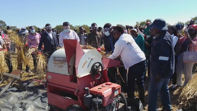 OGONGO, 19 June 2025 - The University of Namibia Ogongo Campus held it's annual rice harvesting on Thursday. (Photo: Maria David)NAMPA