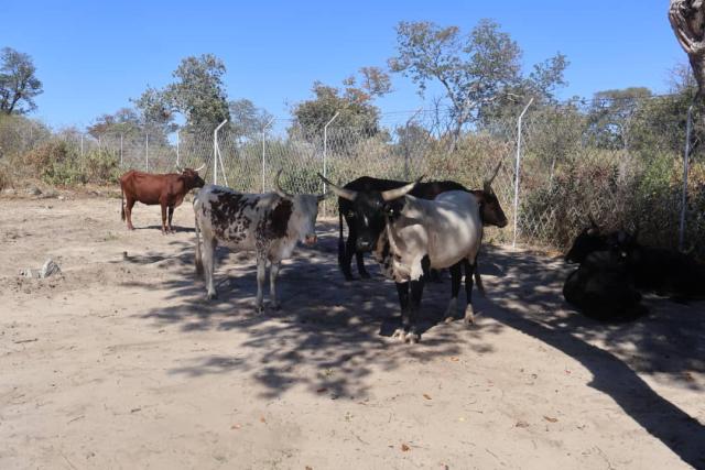 SINGALAMWE, 10 July 2025 - The cattle valued at over N. Dollar 50 000 includes two bulls, two oxen and cows were repatriated back to Namibia via the Singalamwe border post on Thursday afternoon and handed over to the lawful owners.

(Photo: Contributed) NAMPA