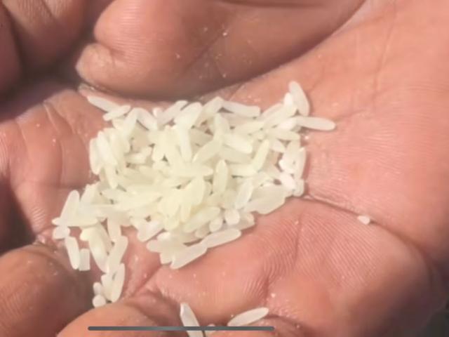OMUTHIYA, 21 July 2025 - Rice production on the Oshikoto Region plan next.
