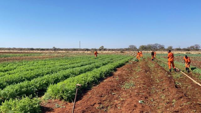 OMUTHIYA, 25 July 2025 - Gardening: Inamtes at the Evaristus Shikongo Correctional Facility working in their vegetable garden.