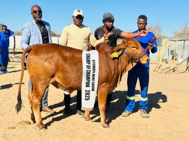 GOBABIS, 21 August - Brahman cattle breed showed dominance at recent competitions in the Omaheke region (Photo: Contributed) NAMPA 