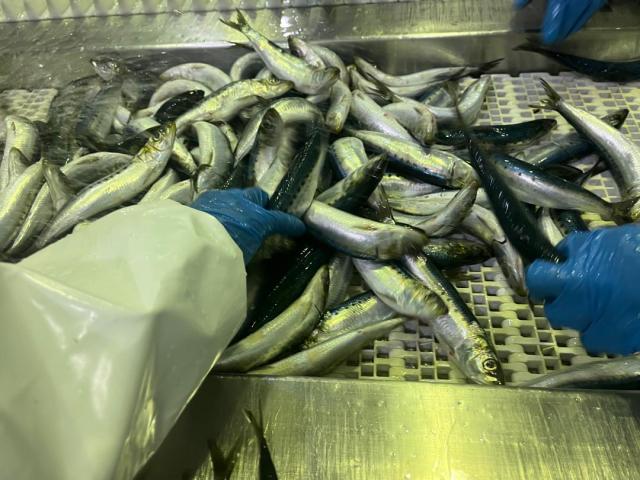 WALVIS BAY,28 August 2025 - Etosha Fishing has landed its first consignment of pilchards since 2017, following Cabinet’s approval of a 10 000-tonne quota earlier this month. (Photo contributed) NAMPA