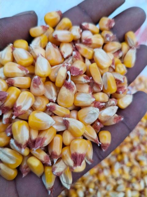29 August 2025 - The Ondonga Traditional Authority in the Oshikoto Region has harvested 11 tonnes of maize from a 32-hectare field, marking a significant step toward improving local food security. (Photo by: Max Henrich) NAMPA