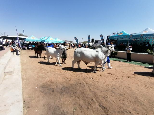 OKAKARARA, 04 September 2025 - Farmers at the 17th edition of the Okakarara Annual Trade Fair parades their well fattened livestock to Prime Minister Elijah Ngurare on Thursday afternoon. (Photo by: Mulisa Simiyasa) NAMPA 