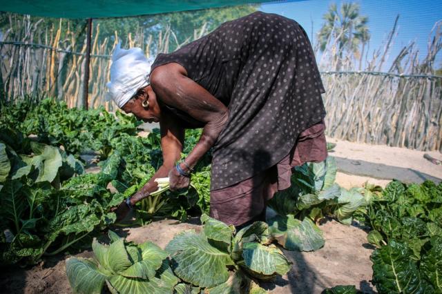 Food security: Food projects in Ikokola village continue to accelerate local production.

PHOTO: Contributed
