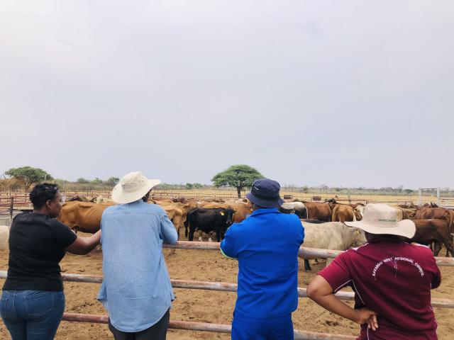 MANGETTI, 22 September 2025- Mangetti Kavango Cattle Ranch in Tondoro Constituency, Kavango West Region.

(Photo: Lylie Joel)
NAMPA