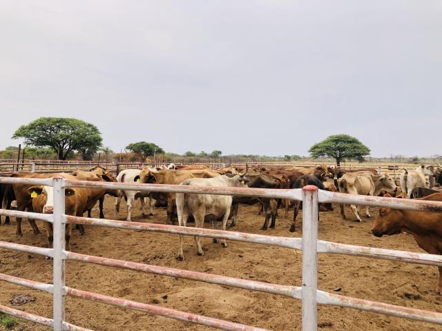 MANGETTI, 22 September 2025- Mangetti Kavango Cattle Ranch in Tondoro Constituency, Kavango West Region.

(Photo: Lylie Joel)
NAMPA