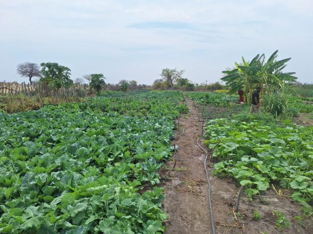 KAHUKURU, 23 September 2025- The Mutayipi Trading Garden in Kapako Costituency in Kavango West Region.

(Photo: Lylie Joel)
NAMPA