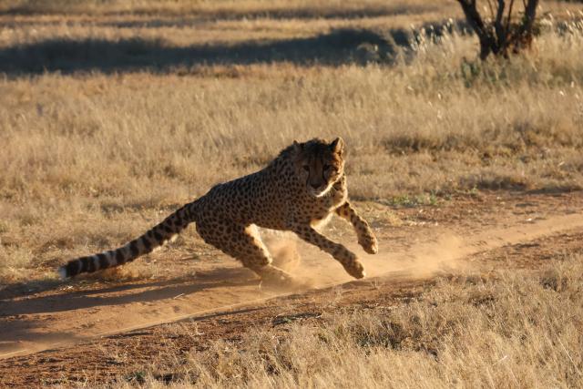 OTJIWARONGO, 11 June 2025 - A young cheetah at a local farm on its physical training exercise in the Otjozondjupa Region. (Photo by: Mulisa Simiyasa) NAMPA  