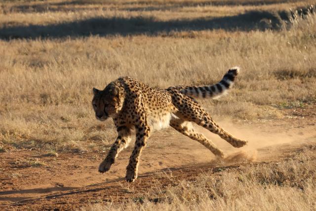 OTJIWARONGO, 11 June 2025 - A young cheetah at a local farm on its physical training exercise in the Otjozondjupa Region. (Photo by: Mulisa Simiyasa) NAMPA  