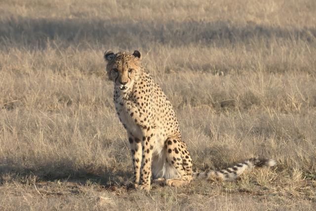OTJIWARONGO, 11 June 2025 - A young cheetah at a local farm on its physical training exercise in the Otjozondjupa Region. (Photo by: Mulisa Simiyasa) NAMPA  