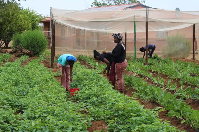 Community project: One of the community gardens supported by Tsumeb SOS.

(PHOTO: Contributed)