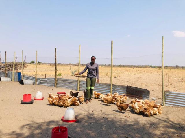 RUGCUVA, 25 September 2025 - The Nomusi Norugana Poultry project at Rugcuva village in the Musese Constituency of the Kavango West Region.
(Photo by: Lylie Joel) NAMPA