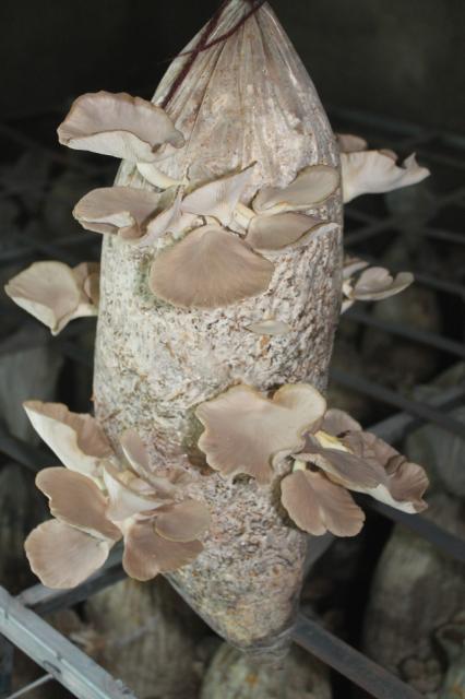 ONIIPA, 14 October 2025- Some of the mushrooms grown and harvested by Ndaka Mushrooms and Processing Cc in Oniipa town.

(Photo: contributed) NAMPA 
