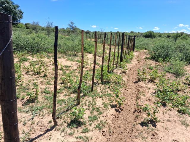 EPUKIRO, 08 January 2026 - Traditional Authorities in Omaheke condemned shooting of a headman in Oshikoto region (Photo: Zebaldt Ngaruka) NAMPA 