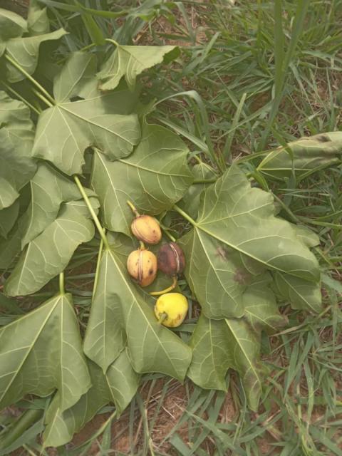 NKURENKURU, 19 January 2026- Seven children hospitalised after eating poisonous Wild Berries at Nzinze Village, Kavango West.

(Photo:Contributed)