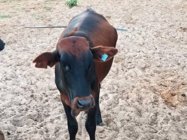 OTJIJARUA, 07 February 2025 - Heifer stabbed with spear at Otjijarua village in Omaheke's Epukiro constituency (Photo: Contributed) NAMPA 