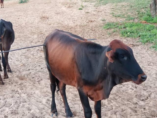 OTJIJARUA, 07 February 2025 - Heifer stabbed with spear at Otjijarua village in Omaheke's Epukiro constituency (Photo: Contributed) NAMPA 