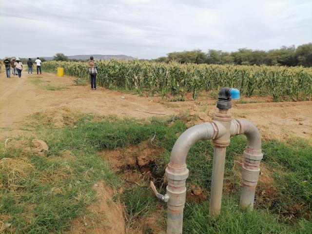 SESFONTEIN, 12 February 2026 - A portion of sweetcorn production at Farm Warmquelle Green Scheme at Sesfontein in the Kunene Region. (Photo by: Mulisa Simiyasa) NAMPA