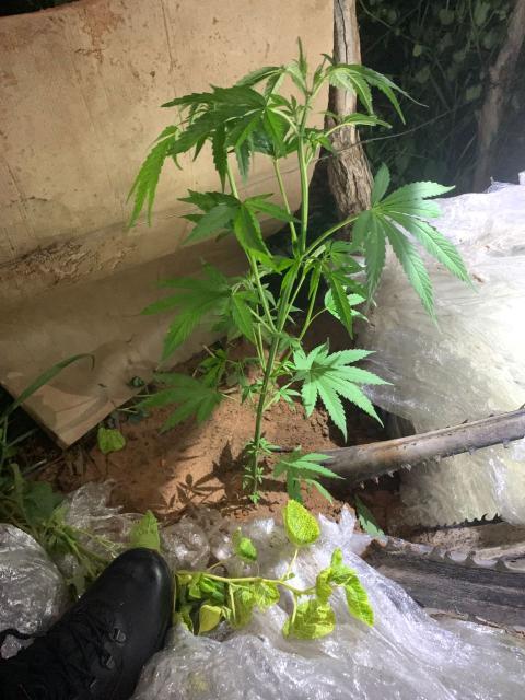 NKURENKURU, 14 February 2026- The Kavango West police seize 11.94 kilograms of cannabis; three suspects arrested in two incidents.

(Photo: Contributed)
NAMPA