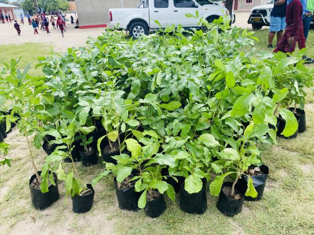 OMUTHIYA, 13 February 2026- Some of the seedlings Wapandula Combined school received from the Directorate of Forestry.

(Photo: Max Henrich) NAMPA 