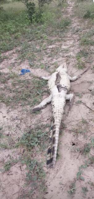 BUNYA, 16 February 2026- Bunya villager sought after crocodile killed, organs removed in suspected poaching incident.

(Photo: Contributed)
