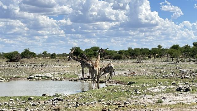 OMUTHIYA, 27 November 2025- Giraffes drinking at a water point in Etosha National park.

(Photo: Max Henrich) Nampa 