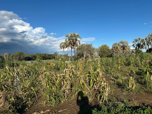 Otjimuhaka (Swartbooi Drift), 17 April 2026- Flood-damaged crops submerged in water at Otjimuhaka village (Swartbooi Drift) along the Kunene River. (Photo: Kaviveterue Virere) NAMPA 