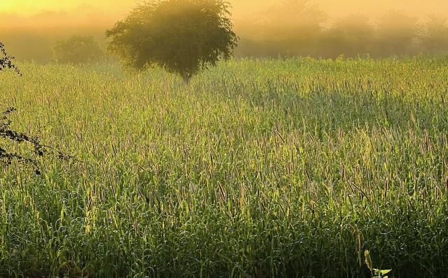 OMUTHIYA, 12 May 2026- Joram Shiindi’s mahangu field in Ongaka village in Omuthiya constituency.

(Photo: Max Henrich) NAMPA 