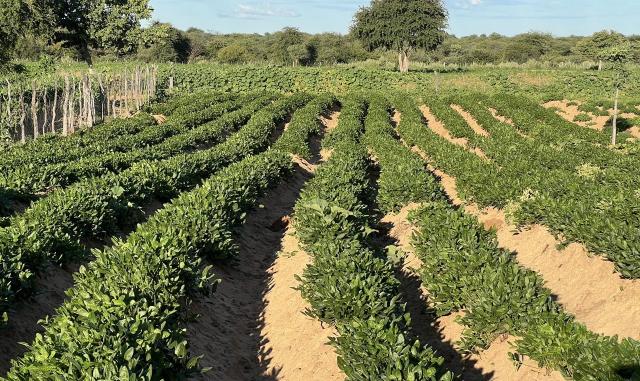 OMUTHIYA, 12 May 2026- Bambara groundnuts.

(Photo: Max Henrich) NAMPA 