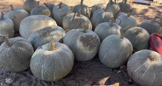 EENGODI, 12 May 2026- Pumpkins from Ester David’s field.

(Photo: contributed)
