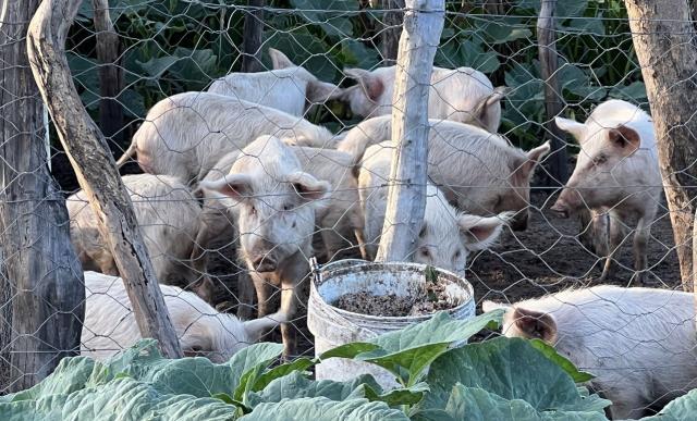 ONGAKA, 13 May 2026- Piggery setup at Tulimuwo’s homestead.

(Photo: Max Henrich) NAMPA 