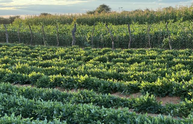 ONGAKA, 14 May 2026- Groundnuts and yellow maize at Shiinda’s field.

(Photo: Max Henrich) NAMPA 