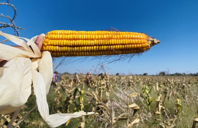 OTANAHA, 21 May 2026- Yellow maize grown on 110 hectares of land for animal feed.

(Photo: Max Henrich) NAMPA 