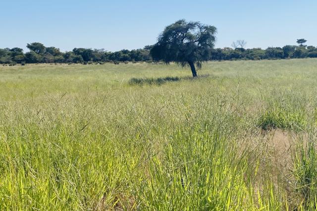 OTANAHA, 21 May 2026- A field of 32 hectares of brachiaria grass grown as a feed supplement due to its high quality of biomass.

(Photo: Max Henrich) NAMPA 